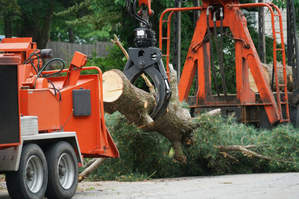 Best Tree Risk Assessment  in Jonesboro, AR