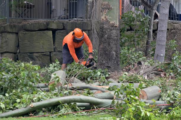 Reliable Jonesboro, AR Tree Care  Solutions